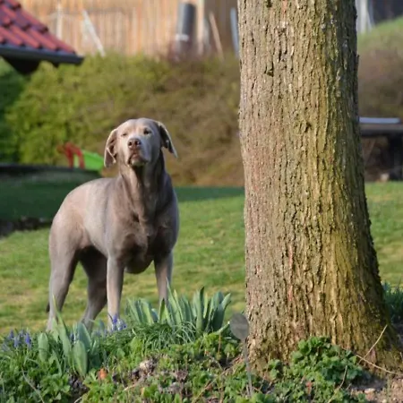 בית נופש Pfeiffer בוכן